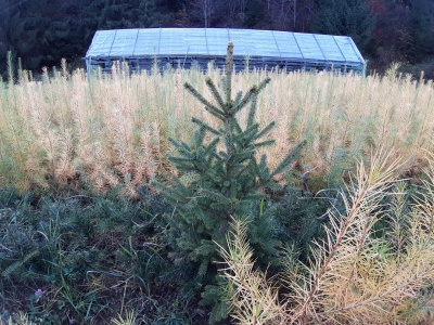 Pachet 50 buc. larice (Larix decidua)