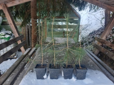 Pachet 50 buc. pin silvestru (Pinus sylvestris)