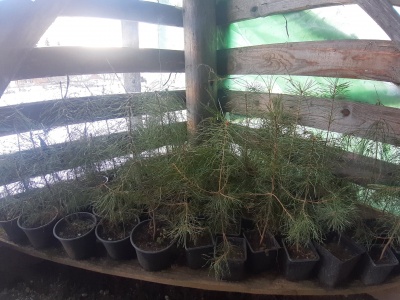 Pachet 50 buc. pin silvestru (Pinus sylvestris)