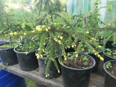 Molid Picea orientalis 'Aureospicata'- 1 buc.