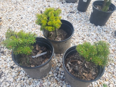 Brad Glob de cristal Abies koreana 'Kristallkugel'- 1 buc.