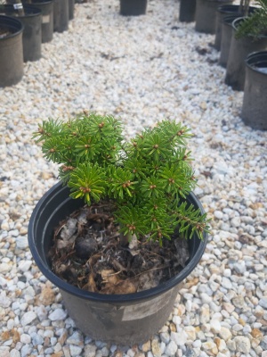 Brad Glob de cristal Abies koreana 'Kristallkugel'- 1 buc.