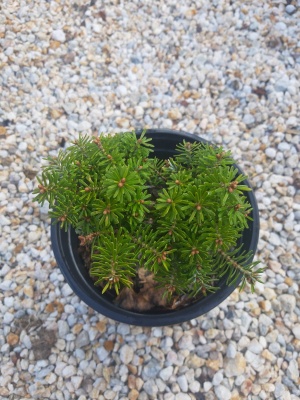 Brad Glob de cristal Abies koreana 'Kristallkugel'- 1 buc.