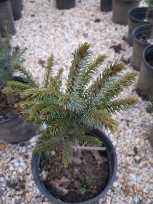 Molid sârbesc pitic Picea omorika 'Nana'- 1 buc.