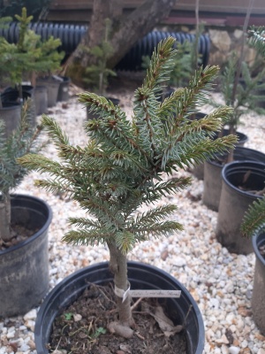 Molid sârbesc pitic Picea omorika 'Nana'- 1 buc.