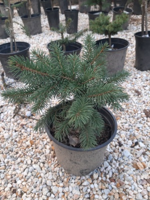 Molid Picea pungens 'Waldbrunn'- 1 buc.