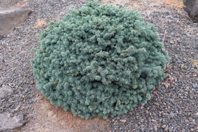 Molid Picea pungens 'Waldbrunn'- 1 buc.