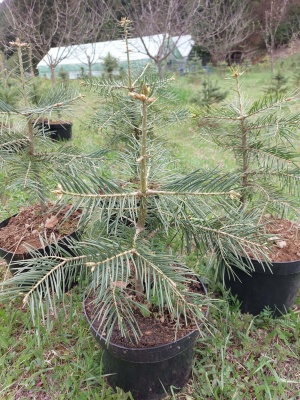 Pachet 5 buc. Brad american Abies concolor la ghiveci 5L- inaltime 60-80 cm (6 ani)