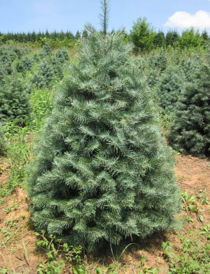 Pachet 5 buc. Brad american Abies concolor la ghiveci 5L- inaltime 60-80 cm (6 ani)