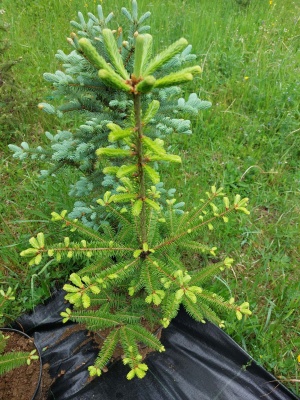 Pachet 5 buc. Brad american Abies balsamea la ghiveci 5L- inaltime 60-80 cm (6 ani)