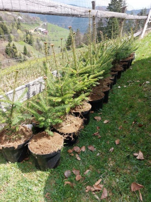 Pachet 5 buc. Brad american Abies balsamea la ghiveci 5L- inaltime 60-80 cm (6 ani)