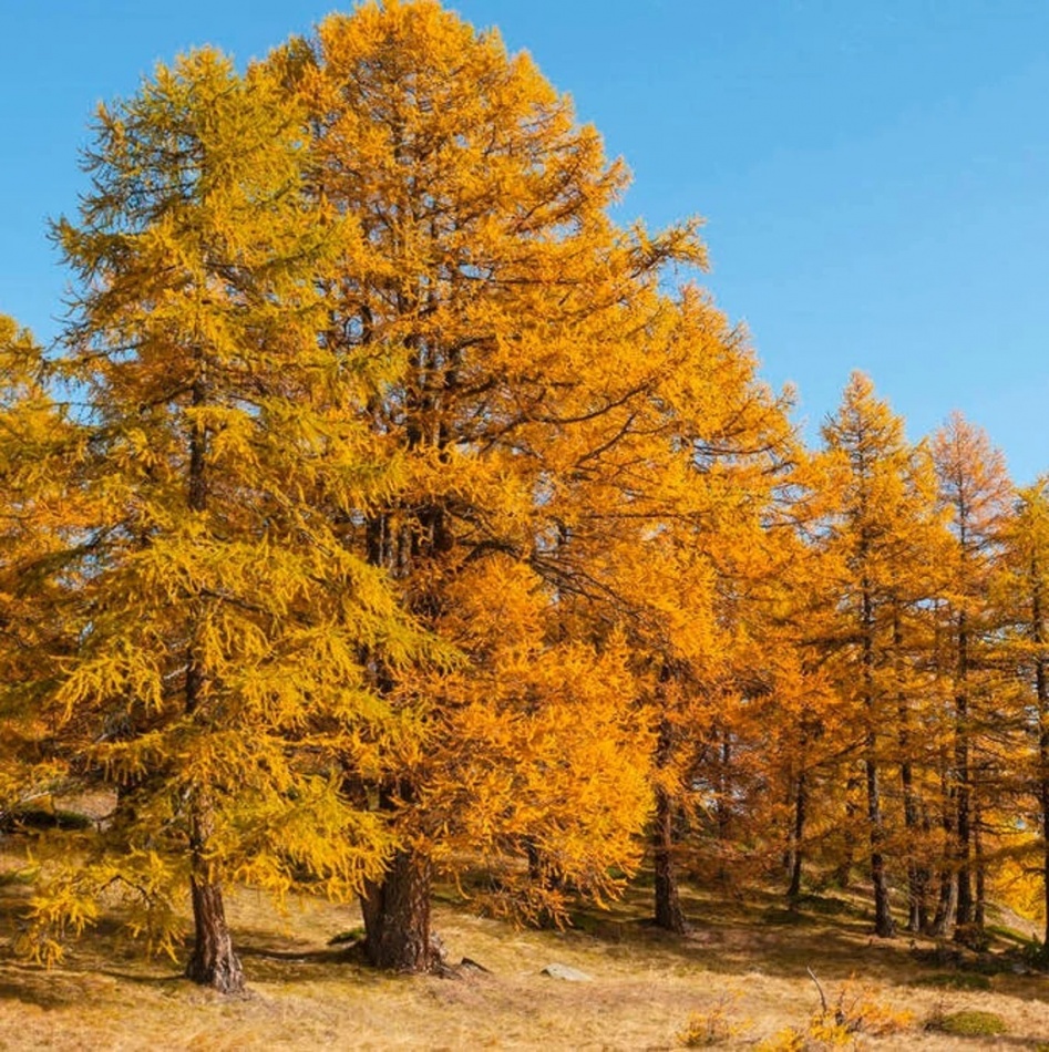 Pachet 50 buc. larice japoneza (Larix kaempferi) - Campanie