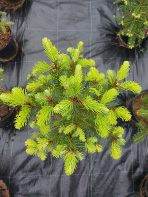 Pachet 5 buc. Duglas Pseudotsuga menziesii la ghiveci 5L- inaltime 60-80 cm (6 ani)