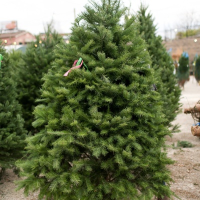 Pachet 5 buc. Duglas Pseudotsuga menziesii la ghiveci 5L- inaltime 60-80 cm (6 ani)