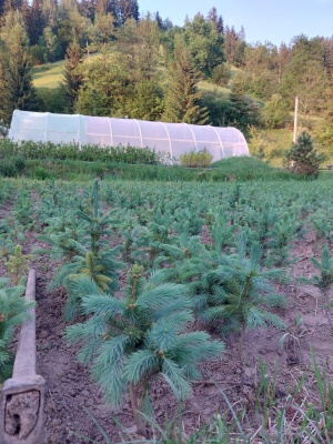 Pachet 50 buc. molid albastru Super Blue (Picea pungens Glauca Super Blue)
