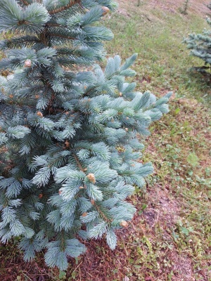 Pachet 50 buc. molid albastru Super Blue (Picea pungens Glauca Super Blue)