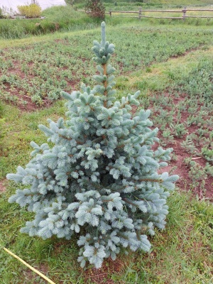 Pachet 50 buc. molid albastru Super Blue (Picea pungens Glauca Super Blue)