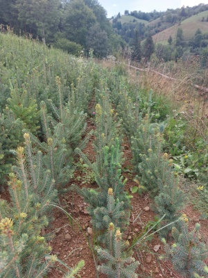 Pachet 50 buc. molid alb canadian (Picea glauca)