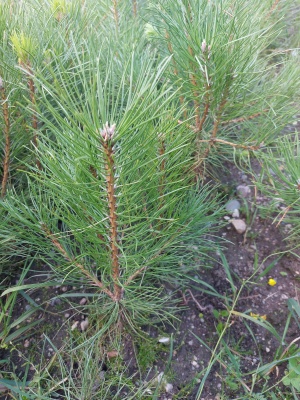 Pachet 50 buc. pin negru (Pinus nigra austriaca)