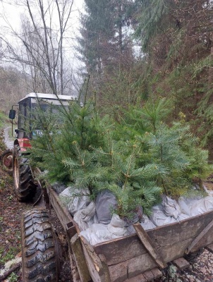 Pachet 5 buc. Brad american Abies concolor cu balot de sol inaltime 60-80 cm (6 ani)