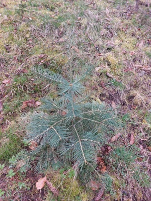 Pachet 5 buc. Brad american Abies concolor cu balot de sol inaltime 60-80 cm (6 ani)