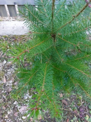 Pachet 5 buc. Duglas Pseudotsuga menziesii cu balot de pamant inaltime 60-80 cm (6 ani)