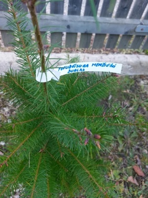 Pachet 5 buc. Duglas Pseudotsuga menziesii cu balot de pamant inaltime 60-80 cm (6 ani)
