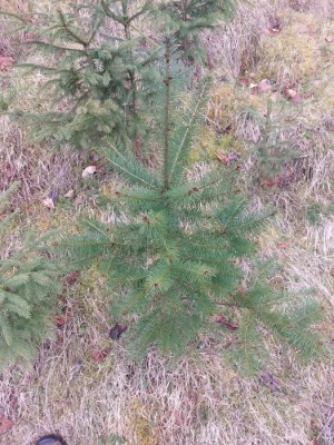 Pachet 5 buc. Duglas Pseudotsuga menziesii cu balot de pamant inaltime 60-80 cm (6 ani)