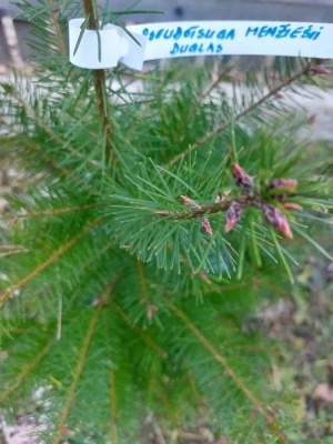 Pachet 5 buc. Duglas Pseudotsuga menziesii cu balot de pamant inaltime 60-80 cm (6 ani)