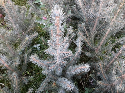 Pachet 50 buc. molid argintiu Kaibab (Picea pungens Glauca Kaibab)