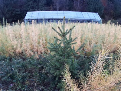 Pachet 50 buc. molid alb canadian (Picea glauca)